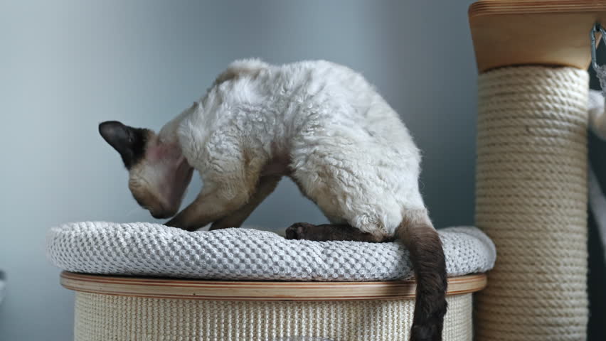 Tabby pointed Devon Rex cat cleaning herself on a cat scratcher post. High quality 4k footage Royalty-Free Stock Footage #1100762023