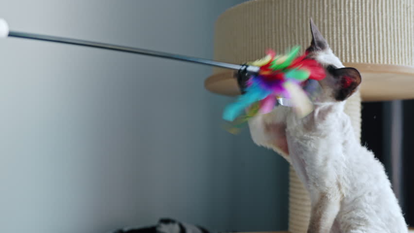 Tabby pointed Devon Rex cat playing with a wand toy. High quality 4k footage Royalty-Free Stock Footage #1100762025