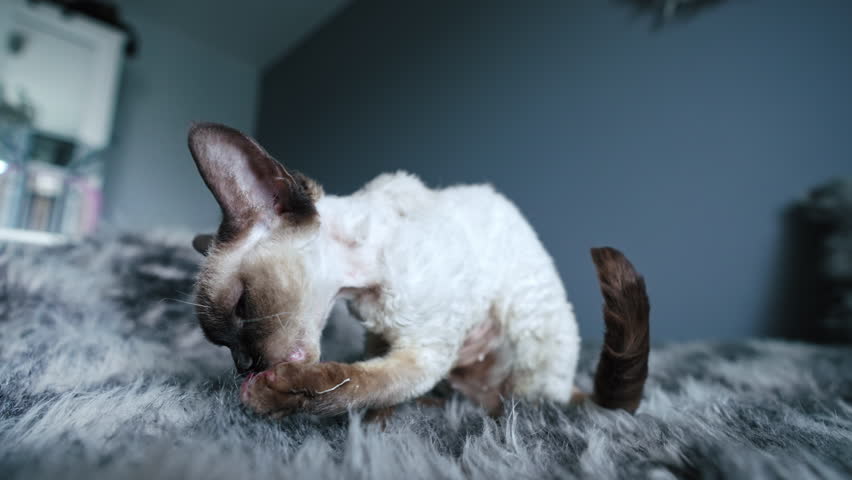 Tabby pointed Devon Rex cat licking and cleaning her paws on a bed. High quality 4k footage Royalty-Free Stock Footage #1100762043