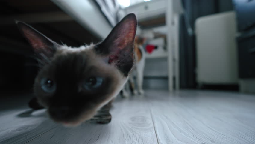 Tabby pointed Devon Rex cat sniffing camera, sitting on a floor. High quality 4k footagesnif Royalty-Free Stock Footage #1100762059