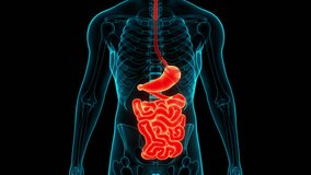 Human Digestive System Stomach with Small Intestine Anatomy Animation Concept. 3D
