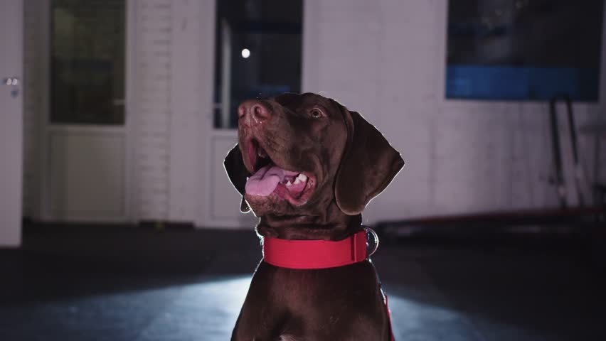 Cute brown german shorthaired dog barks on command