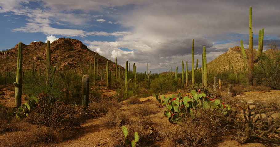 Pristine desert scene with mature Saguaro and budding prickly pear cactus with distant thunderheads.