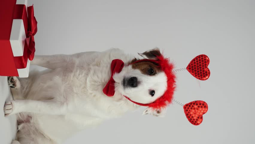 Portrait of a white dog with hearts on his head. Valentine