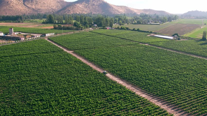 Establishing view of Maipo Valley vineyard plantation field, Greenery landscape, Chile. Aerial Dolly in. Car driving ahead Royalty-Free Stock Footage #1100771291