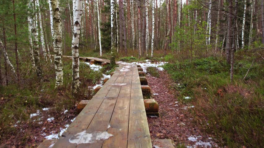 Curvy recreational pathway in dense forest, dolly forward. Cenas Tirelis Latvia.
