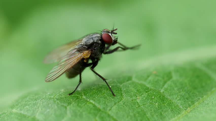 Macro shot of black fly perched on green leaf. Royalty-Free Stock Footage #1100777173