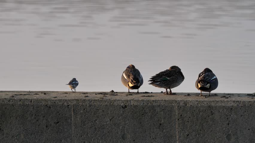 A flock of ducks resting on the embankment