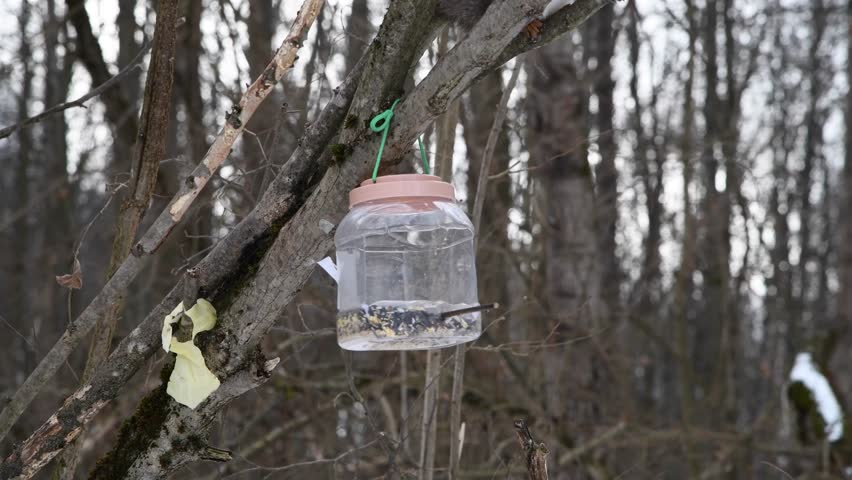 Wild Eurasian red squirrel (Sciurus vulgaris) in grey winter coat eats seeds from bird feeder made from plastic bottle. Selective focus. Real time video. Recycled materials theme.