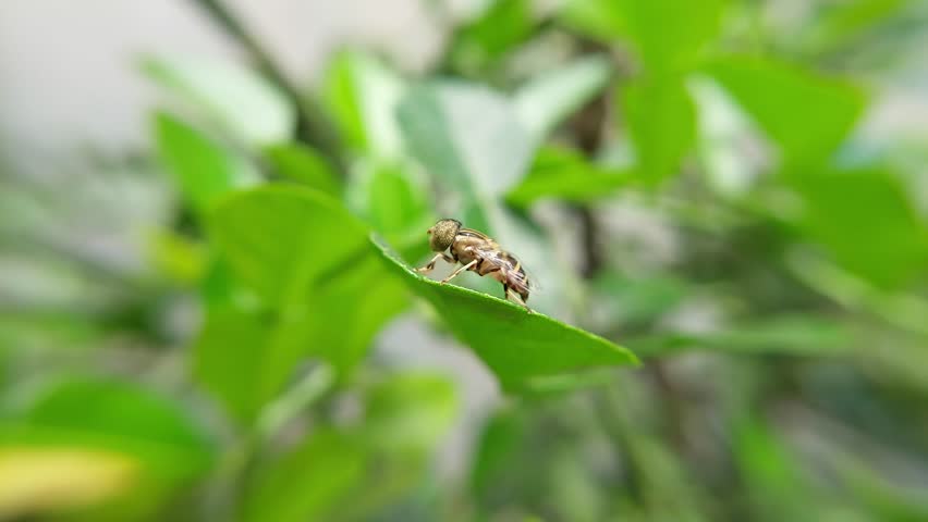Eristalinus is a genus of hoverfly. Most species have very distinctive eye marking in the form of spots or banding, though these features may fade on some preserved specimens.