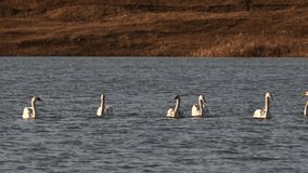 Beautiful Eurasian swans swimming in a lake. White swans on a lake in the sunny morning