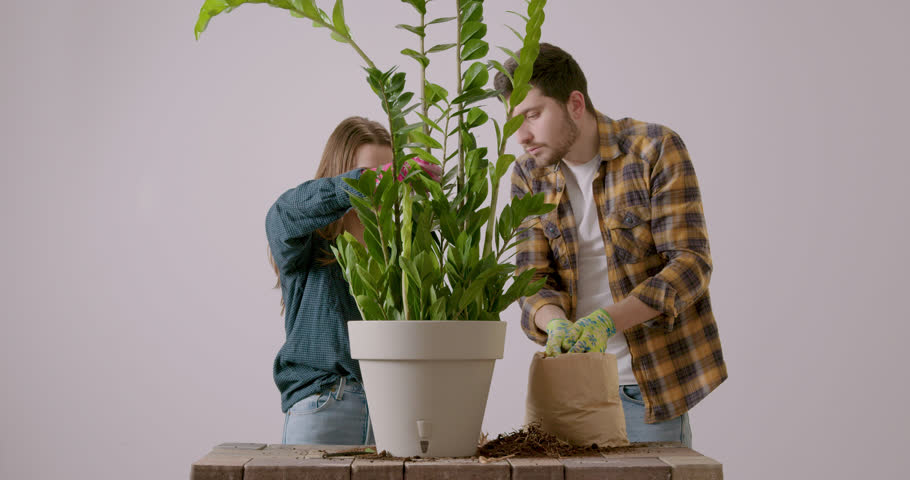Two young lovers replant together a Zamioculcas flower for their home. Two young people spend time together and plant flowers for their house. Process of replanting indoor flowers.