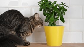 Pet and houseplant. Grey striped domestic cat sitting near the house plants. Video for veterinary clinics, sites about cats, for cat food. Kitten and home flower in a pot. Animals and home flowers
