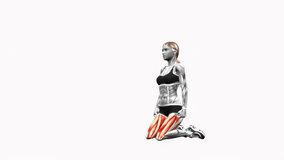 Kneeling Squat Jumps bodyweight fitness exercise workout animation female muscle highlight demonstration at 4K resolution 60 fps crisp quality for websites, apps, blogs, social media etc.