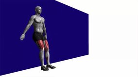 wall sit bodyweight fitness exercise workout animation male muscle highlight demonstration at 4K resolution 60 fps crisp quality for websites, apps, blogs, social media etc.