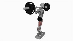 Barbell rear lunge on box fitness exercise workout animation male muscle highlight demonstration at 4K resolution 60 fps crisp quality for websites, apps, blogs, social media etc.