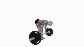 Barbell straight leg deadlift fitness exercise workout animation male muscle highlight demonstration at 4K resolution 60 fps crisp quality for websites, apps, blogs, social media etc.