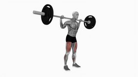Barbell quarter squat fitness exercise workout animation male muscle highlight demonstration at 4K resolution 60 fps crisp quality for websites, apps, blogs, social media etc.