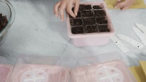 Time lapse. Little girl helping planting seeds in seed propagator with soil.