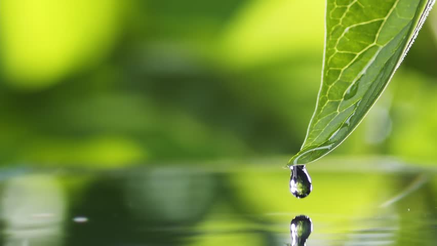Drops of water slowly fall and splash from green leaf down to the surface of the lake. Green water splash nature background. Greeen nature zen background | Shutterstock HD Video #1100784187