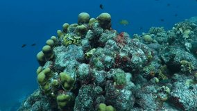 Underwater rich wild ecosystem, travel video. Reef with corals and fish. Colorful healthy coral reef, swimming fish and warm tropical ocean. Scuba diving with marine life. 