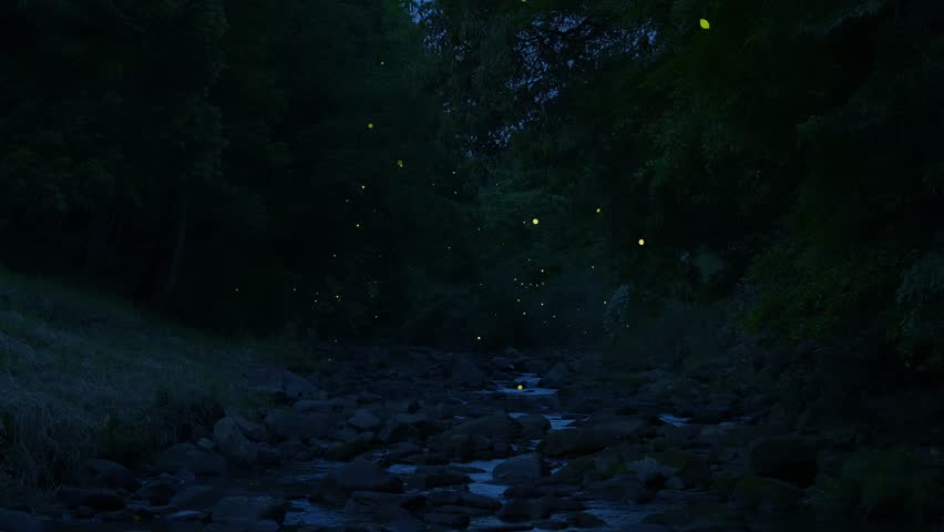 High-sensitivity video recording of many fireflies dancing wildly.
Fixed Camera Shooting Royalty-Free Stock Footage #1100786641