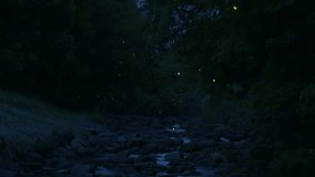 High-sensitivity video recording of many fireflies dancing wildly.
Fixed Camera Shooting