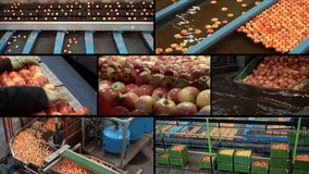 Apple Production and Handling - Multi Screen Video. Post-Harvest Management of Apples. Fruit Processing Technology. Apple Washing, Sorting, Grading and Packing Line. Fruit Packing House.