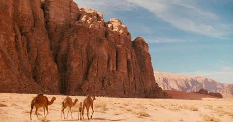 Several Camels Walking across Sandy and Arid ground of Wadi Rum Desert in Jordan, Middle East, Asia. Some adult Dromedaries with baby Going through Sunny place with Hills around. 4k gimbal wide shot 库存视频