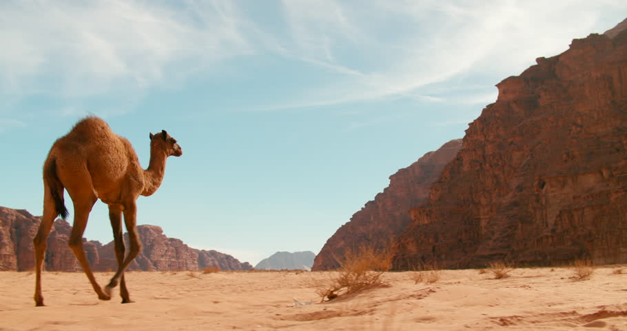 Tracking Shot of a Camel walking through the Wadi Rum Desert in Jordan, Asia. Wide view of a dromedary wandering along sandy Area of Wild space of Sandy Valley among Sunshine. 4k low angle wide shot Royalty-Free Stock Footage #1100790235