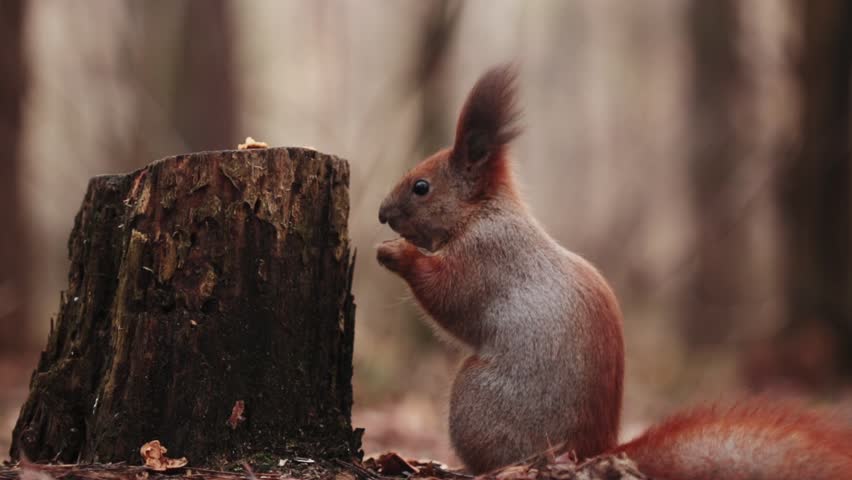 Cute squirrel eats a walnut while sitting sideways in the forest. Animal, rodent, nature, wild, red squirrel in autumn, wool, stump | Shutterstock HD Video #1100790345