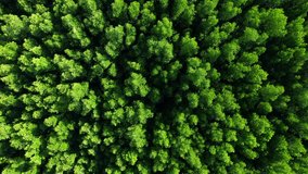From a top view, the drone captures the lush and intricate mangrove forest, with its interlocking roots and channels, creating a unique and diverse ecosystem. Natural green background video. 4K
