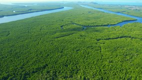 Lush green mangrove forest along a winding river is an awe-inspiring sight, teeming with biodiversity and offering a vital ecosystem service to the surrounding region. aerial view. nature concept
