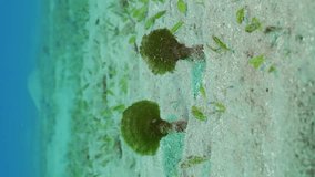 Vertical video, Solitary fan green seaweed (Avrainvillea erecta) on sandy bottom in daytime, Slow motion, Camera moving forwards approaching the the algae