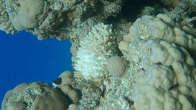 VERTICAL VIDEO, Bleaching and death of corals from excessive seawater heating due to climate change and global warming. Decolored corals in the Red Sea. Camera slowly moving forwards