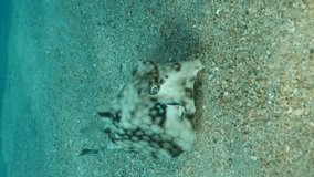 VERTICAL VIDEO, Close-up of Boxfish swims over sandy bottom. Thornback Boxfish or Camel Cowfish (Tetrosomus gibbosus) Red sea, Egypt