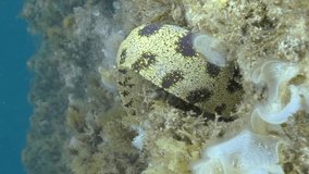 VERTICAL VIDEO, Close-up of Moray huting in the reef. Snowflake moray or Starry moray ell (Echidna nebulosa) on Seagrass Zostera