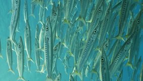 Vertical video, Close-up of a lot of shoal of Barracuda floats in blue Ocean, Slow motion. Large school of Yellow-tail Barracuda (Sphyraena flavicauda) swims in blue water in sunny day, Low-angle shot