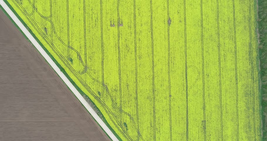Aerial view of yellow canola field. Cultivated rapeseed canola plantation field