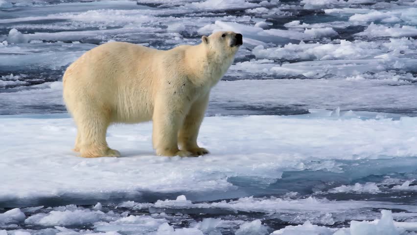 Polar bear Sitting on Snowy sea ice in Arctic sea
Polar bear, adult male, good body condition sitting on sea ice, waiting for seal, Arctic Ocean, Svalbard, 4k, 2023
 Royalty-Free Stock Footage #1100800477