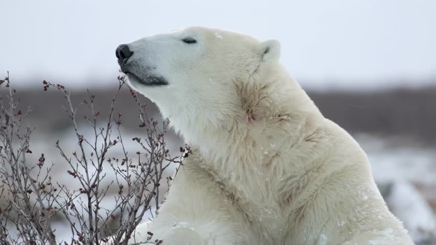 Polar Bear looking at the Camera, Close up north pole
Beautiful close shot of Polar bear looking at the camera,4K, svalbard, 2023
 Royalty-Free Stock Footage #1100800541