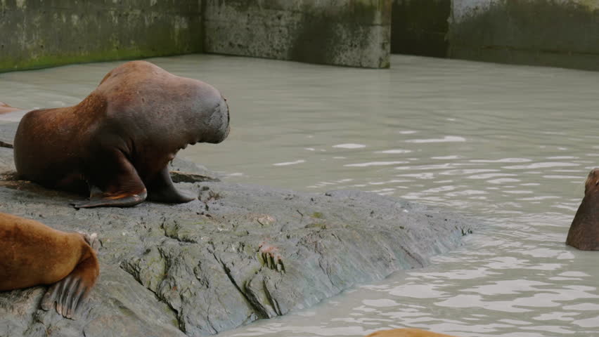 Sea Lions in Alaska enjoying the ocean.