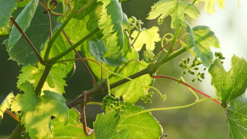 Bunch of unripe grapes growing on vine at a farm. Closeup of white grapes on vine in bright sunlight. Green grapes bunch. Grape fruit in garden outdoors swinging in the wind slow motion Royalty-Free Stock Footage #1100802543