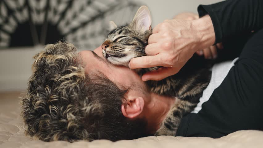 Caucasian man giving cuddles to his adorable sleepy cat while both are lying on the bed. Close up video shot | Shutterstock HD Video #1100803809