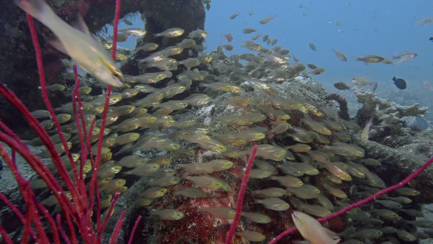 Artificial reef. A small school of small fish hides among the drowned car tires. Golden Sweeper (Parapriacanthus ransonneti) 10 cm. ID: yellow head and breast. Royalty-Free Stock Footage #1100808047