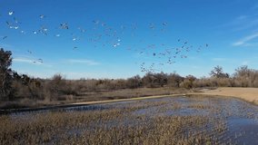 Geese over California wetlands. Drone Video.