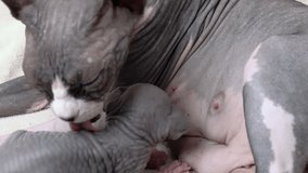 Closeup view of mother Canadian Sphynx Cat nimbly and carefully licking her baby kitty. Domestic feline family of Sphynx Hairless Cat, nursing and childhood concept. Part of series, real time 4K shot