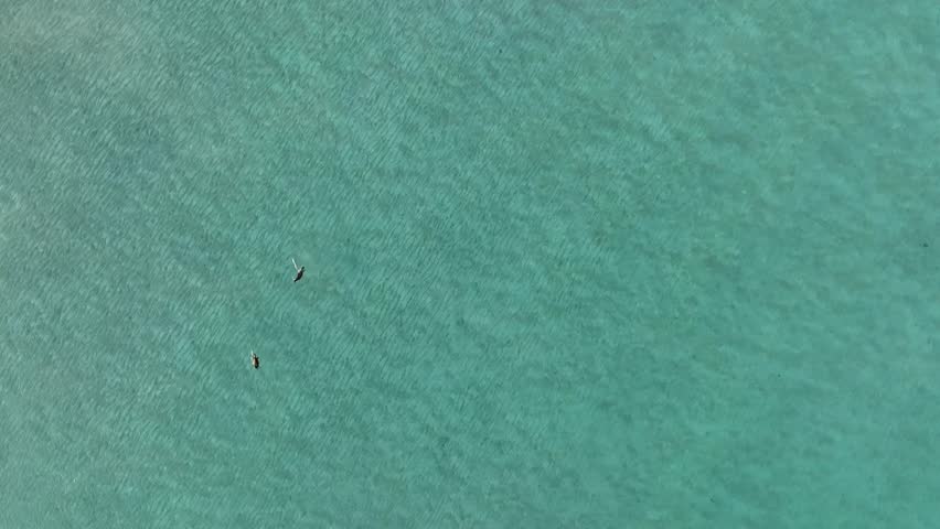 Two seal pups playing along the shallow waters. Aerial drone footage with clear water.