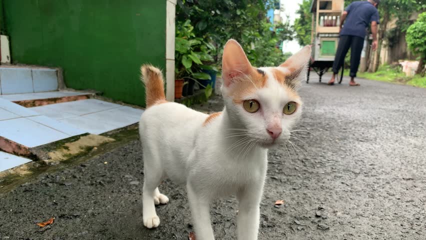 a white kitten with a tricolor pattern walks towards the camera curiously
