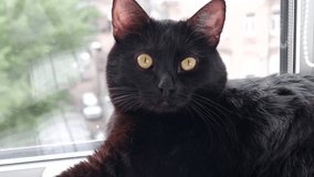 Close-up of portrait of black domestic cat sitting on windowsill at home, video 4k resolution